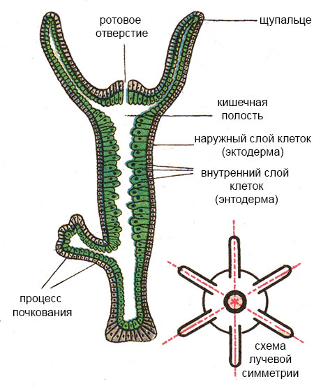 Кракен сайт как выглядит