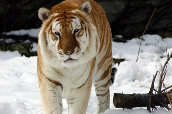Наркотики заказать