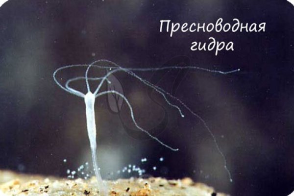 Кракен 16 at