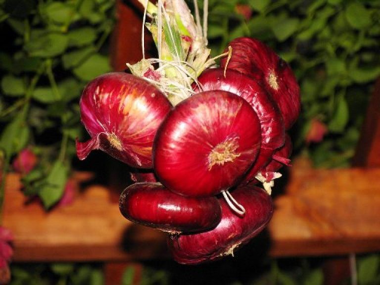 Kraken istand onion