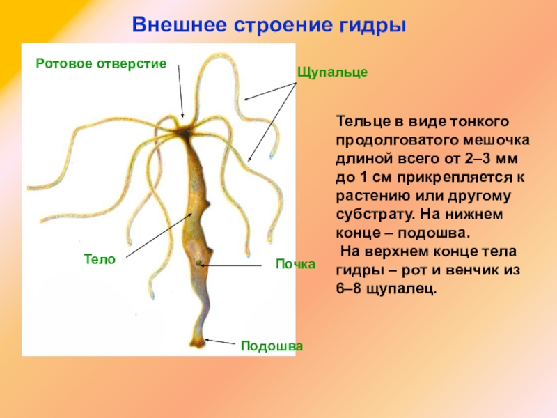 Ссылка на кракен тор браузер